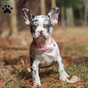 Sprinkles, French Bulldog Puppy